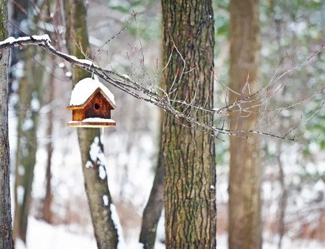 Winterising your garden: equipment, plants, facilities