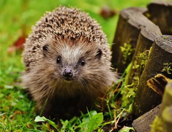 Plantations Weisen vous aide à préserver la biodiversité dans votre jardin : herissons, insectes ou oiseaux.