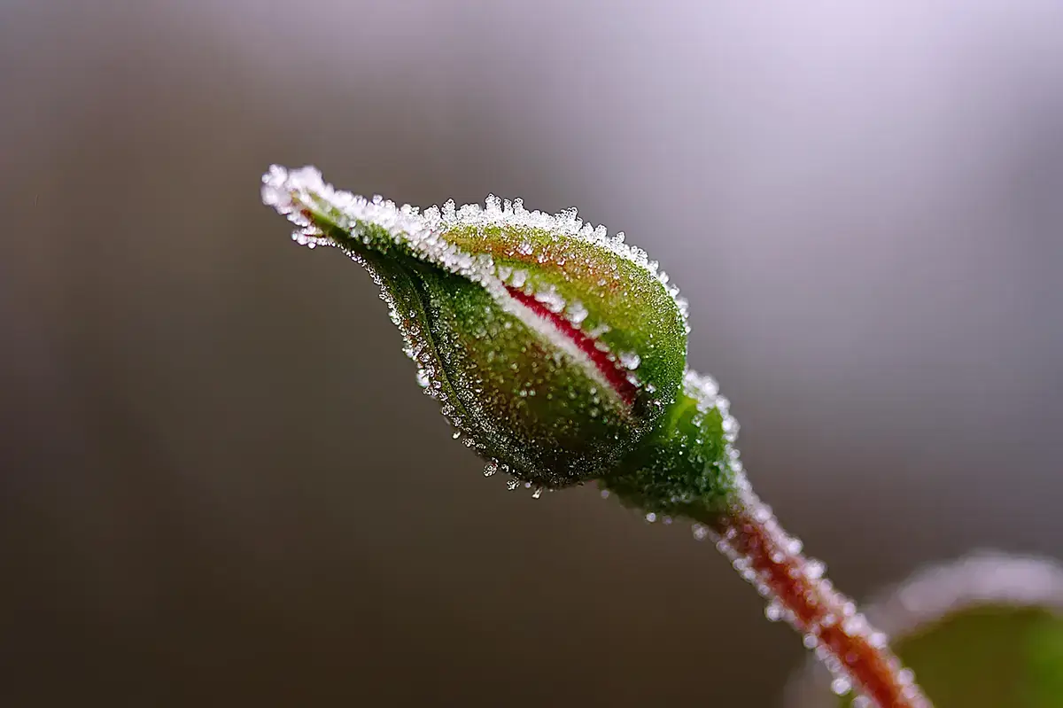 Rose buds in winter and how to prune roses with Plantations Weisen
