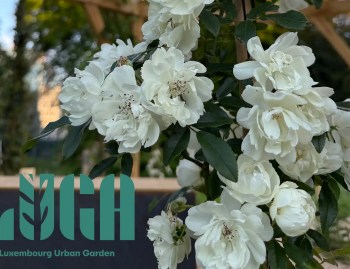 Plantations Weisen vous présente la LUGA, un immense jardin à ciel ouvert, à Luxembourg-ville et Ettelbrück.