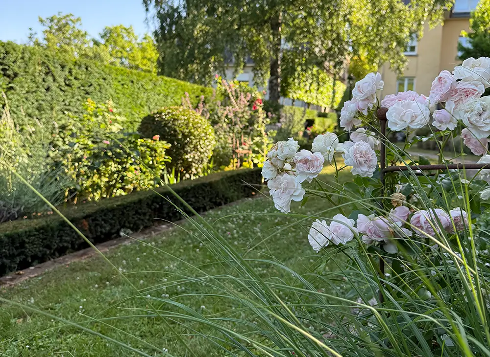 Beware of plants and shrubs that should not be pruned during the summer and warmer months, thanks to the experienced advice of Plantations Weisen.