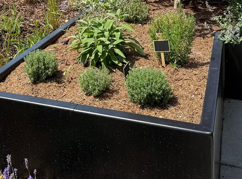 Des plantes aromatiques dans le jardin épuré d'une nouvelle maison au Luxembourg, par le jardinier Plantations Weisen.