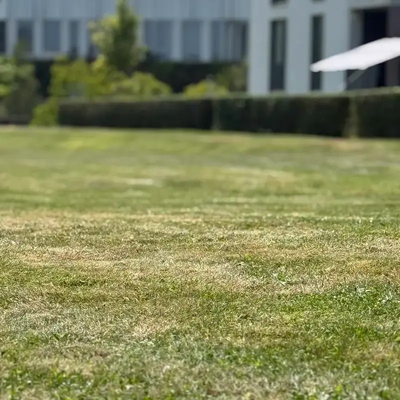 Une pelouse en bonne santé dans un grand jardin au Luxembourg.