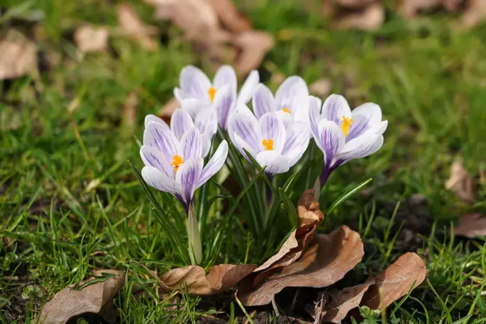 Krokusse in Ihrem Garten im Herbst.