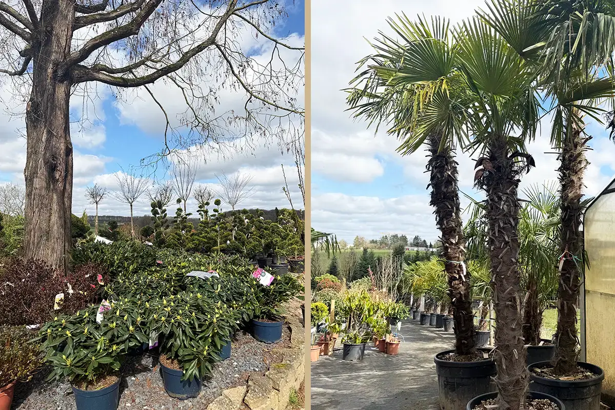 Vente de très grands palmiers de Chine ou encore de rhododendrons pour de belles fleurs déjà au printemps.