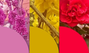A tryptic of colorful plants from the Plantations Weisen nursery.