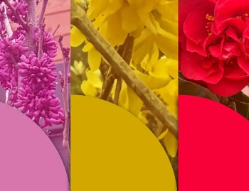 Tryptique de plantes aux fleures hautes en couleurs, issues de la pépinière de Plantations Weisen.