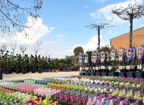 Découvrez la pépinière très fournie en sujets divers chez Plantations Weisen à Wickrange : arbres, graminées, vivaces pour le printemps et l'été.