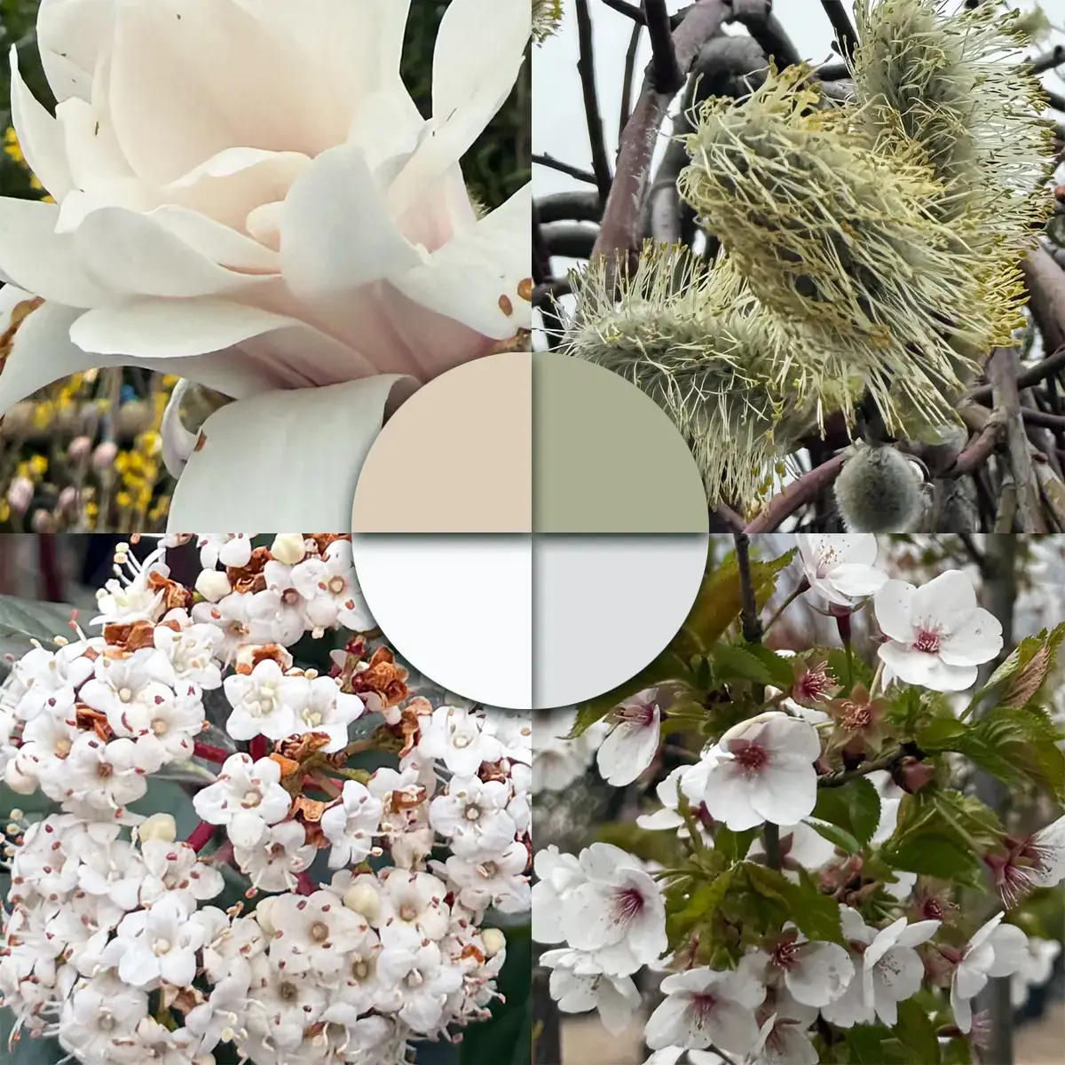 In der Baumschule von Plantations Weisen ist eine Auswahl an Pflanzen in weißen und beigefarbenen Tönen erhältlich, darunter Magnolien, Blütenkirschen und Lorbeer.
