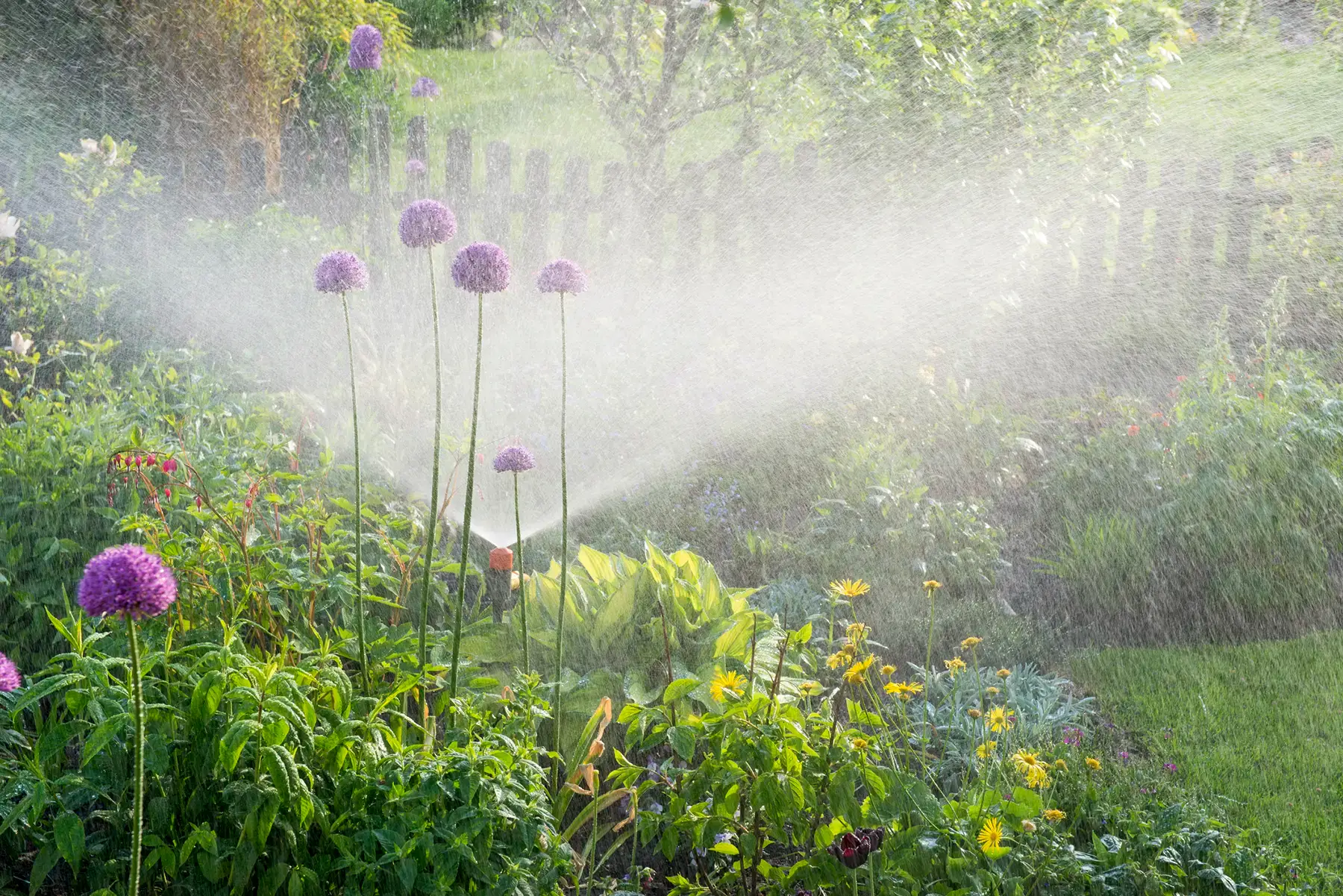 A resident of Luxembourg waters her vegetable garden to prepare her garden's water requirements.