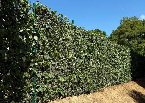 Une haie classique en pleine terre de plantes persistantes mise en œuvre par la société de paysagisme Plantations Weisen.