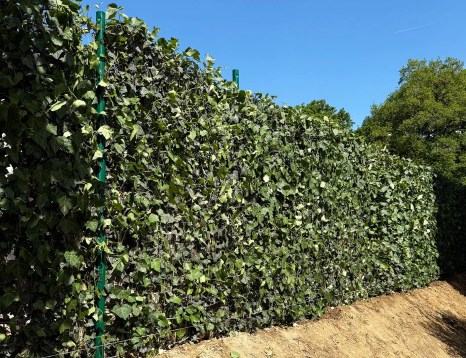 Une haie classique en pleine terre de plantes persistantes mise en œuvre par la société de paysagisme Plantations Weisen.