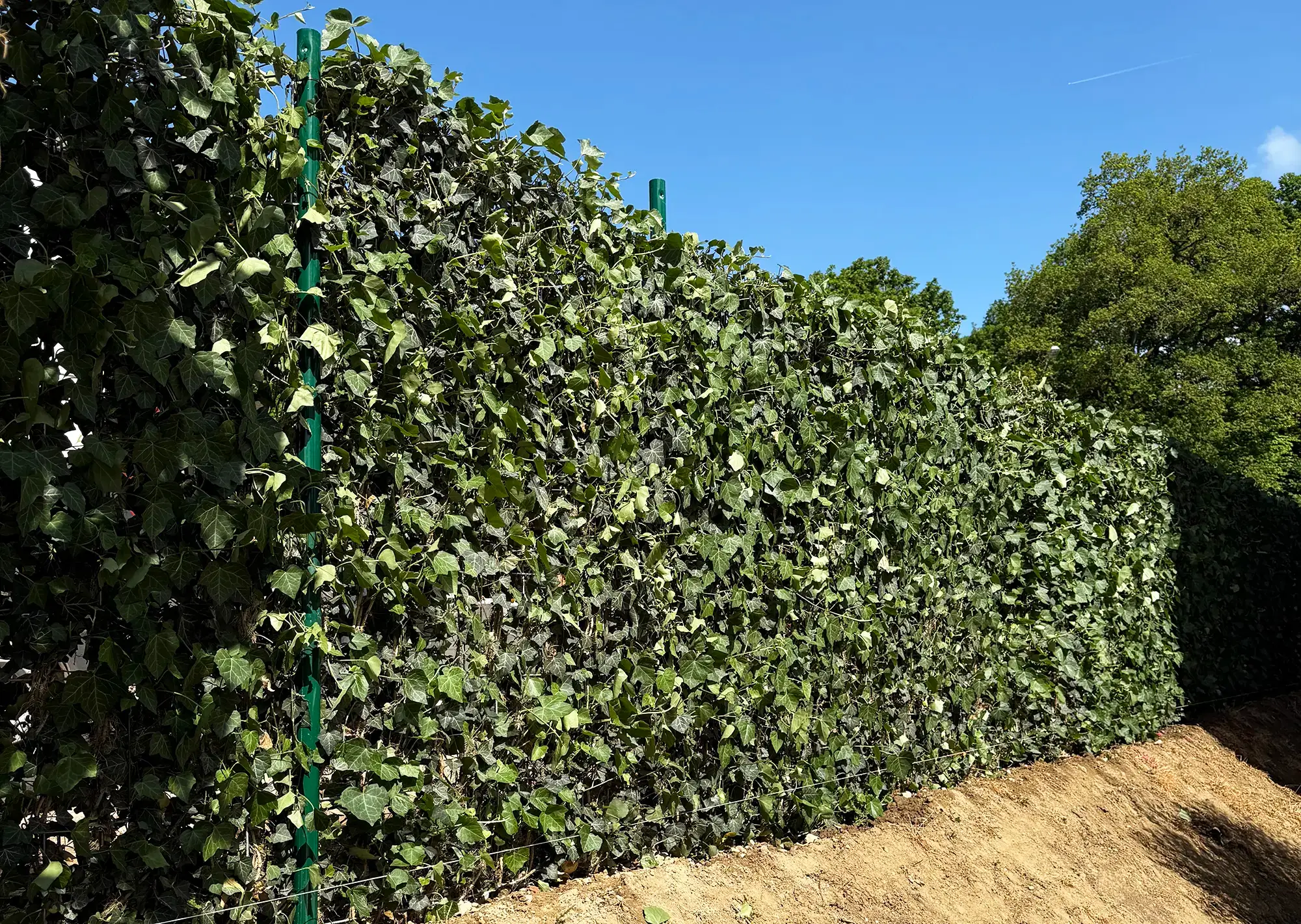 A classic evergreen hedge planted directly in the ground, installed by the landscaping company Plantations Weisen.
