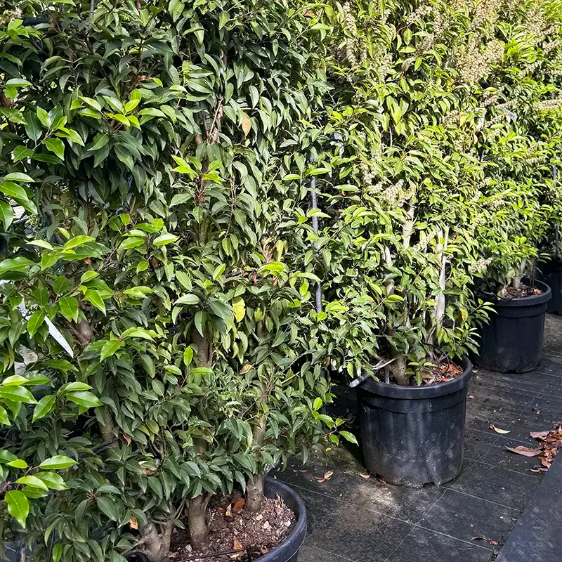 Potted shrubs to define garden boundaries, courtesy of Plantations Weisen.