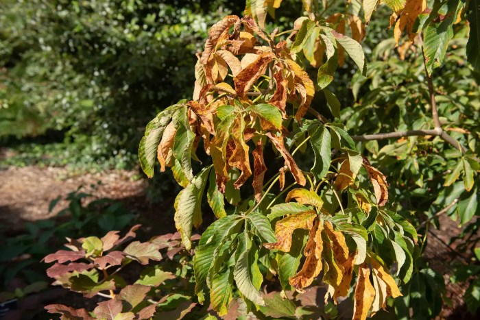 A tree that was affected by the drought in Luxembourg this summer.