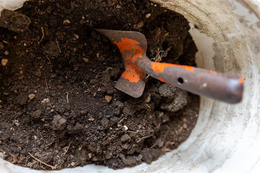 Plantations Weisen's tips for ensuring your plants take root successfully: provide them with potting soil or compost, for example.