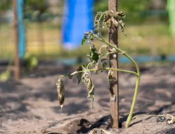 Un pied de tomate qui ne reprend pas après plantation.