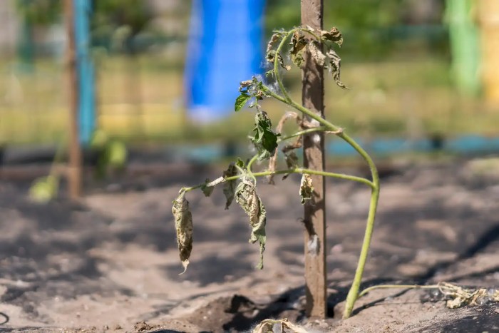 A tomato plant that doesn't recover after being planted.