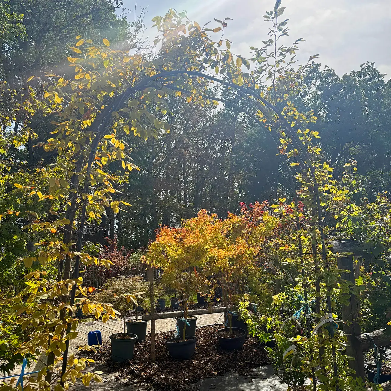 Ein Blick auf die Baumschule von Plantations Weisen in Wickrange, der ein von einem Sonnenstrahl beleuchteter Pflanzenbogen zu sehen ist.