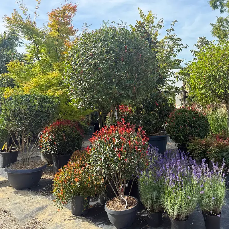 Photinias, Spindelsträucher, Lavendel und andere Sträucher und Stauden, die diesen Herbst in Ihren Garten gepflanzt werden können.