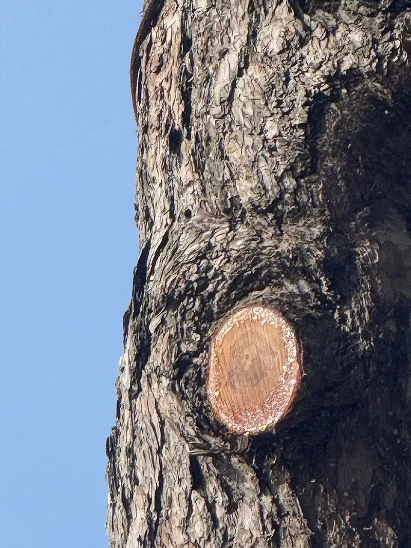 Gros plan sur une coupe chirurgicale d'un arbre en cours d'abattage par une équipe experte en élagage.
