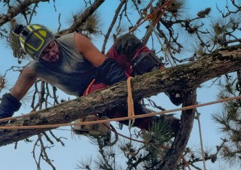 Un élagueur professionnel de Plantations Weisen en pleine installation de ses harnais sur une branche de pin.