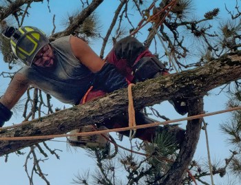 Un élagueur professionnel de Plantations Weisen en pleine installation de ses harnais sur une branche de pin.